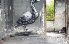 roa bird 6